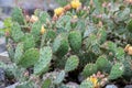 DevilÃ¢â¬â¢s-tongue, Opuntia humifusa, growing in natural habitat